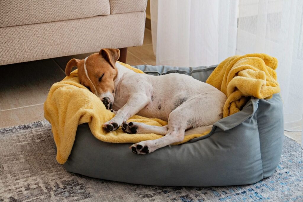A dog sleeps in a pet bed, keep it deodorized with ClO2.