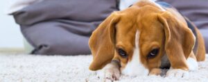A puppy buries his nose in a carpet