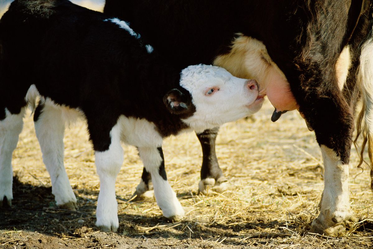 mastitis is the #2 most common disease amongst cattle. proper care and cleaning is important.
