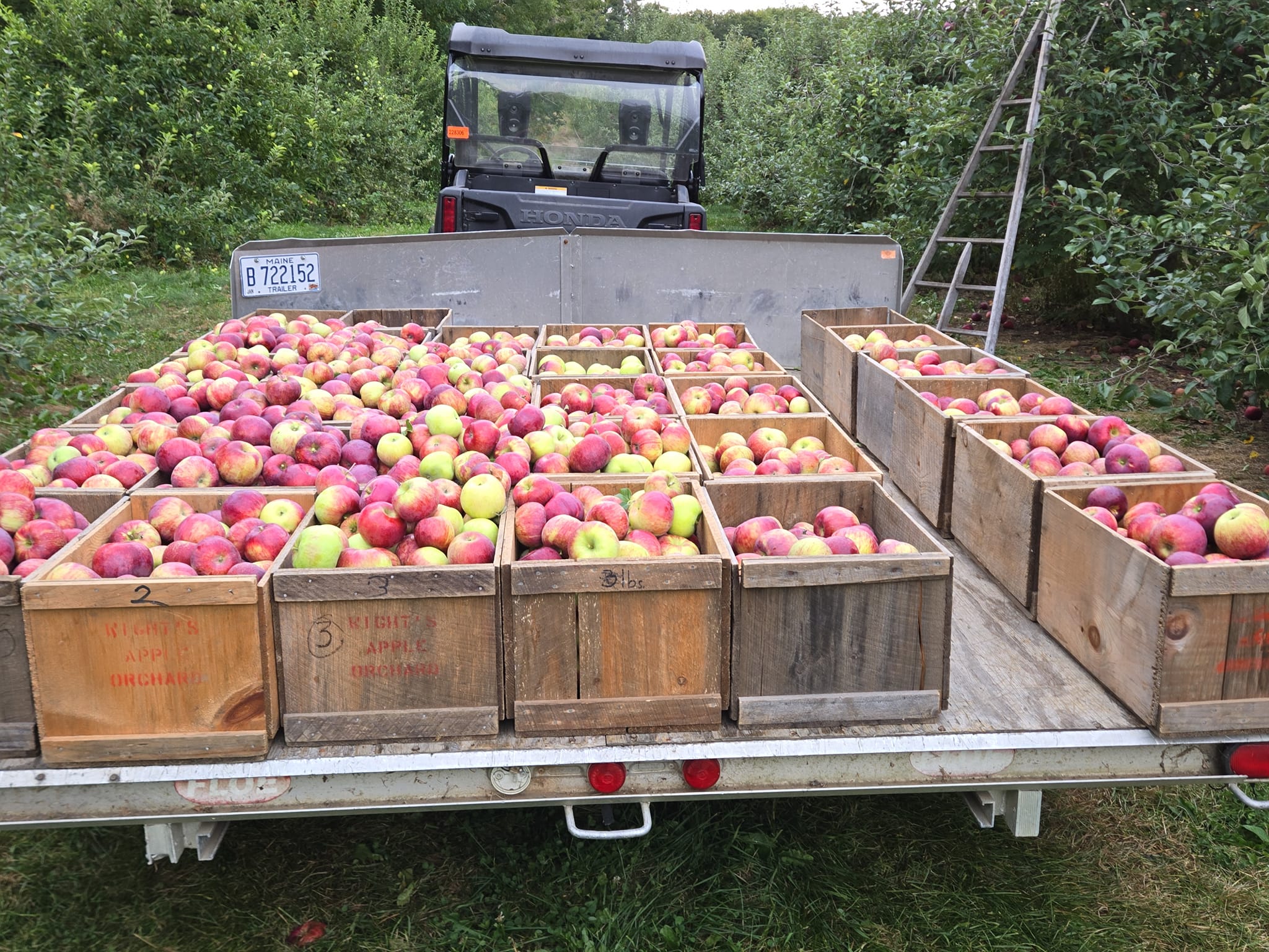 Crates of apples fresh off the tree are getting ready for the seasons apple customers.