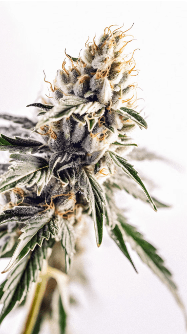 By using ClO₂ during flowering, growers protect the crop’s integrity, potency, and market value — all while maintaining compliance with eco-friendly and sustainable growing practices.