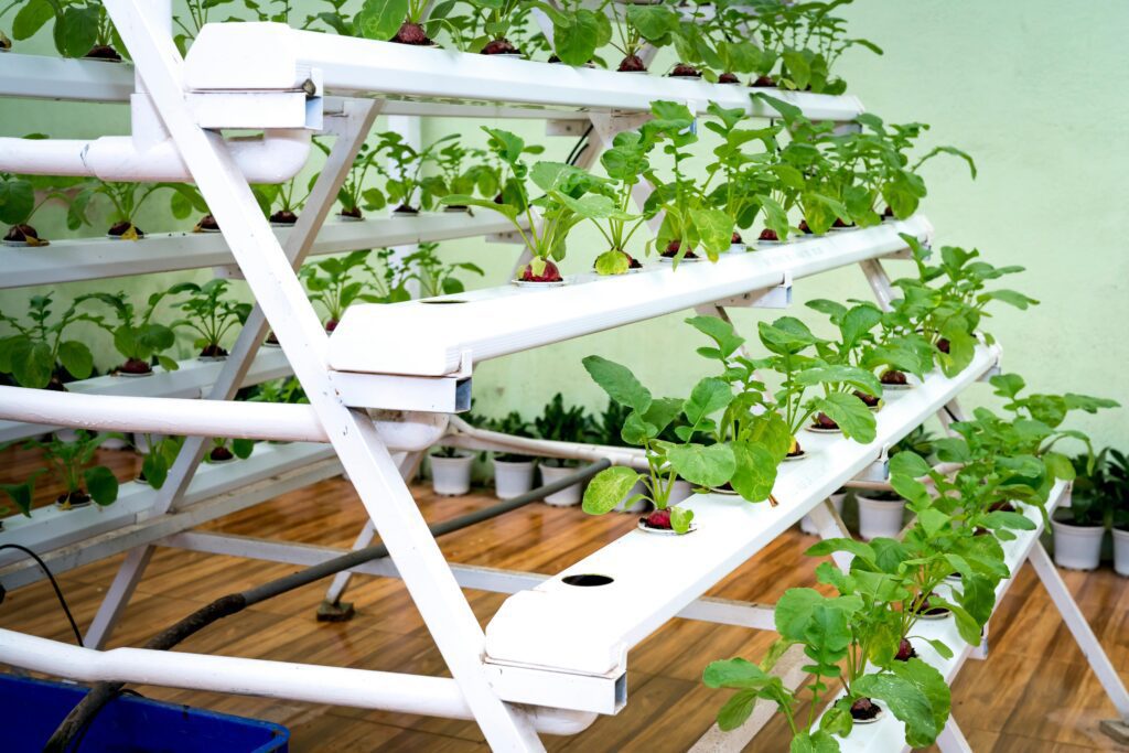 Hydroponics has transformed modern agriculture. By growing plants in nutrient-rich water rather than soil, growers achieve faster growth, higher yields, and precise control over plant nutrition. 