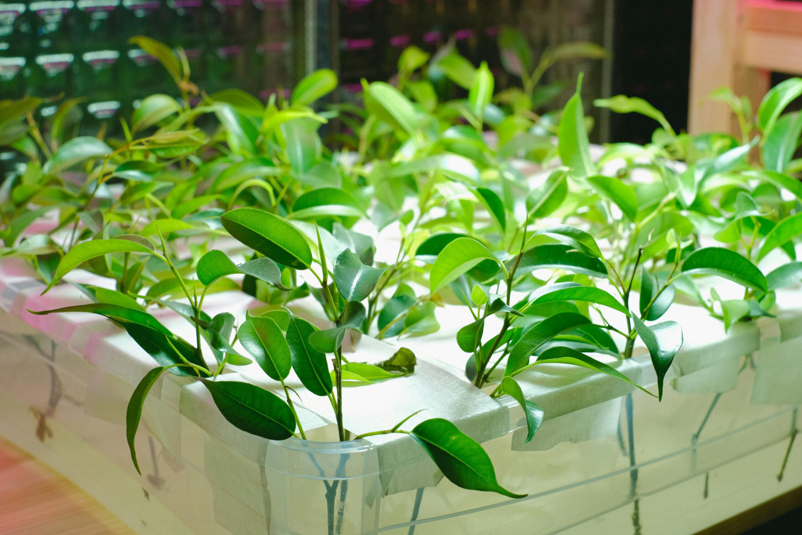 During vegetative growth, plants demand constant oxygen and nutrient delivery. Contaminated water slows growth, reduces nutrient absorption, and can lead to root stress.