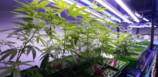 3680 Cannabis Grow Room
