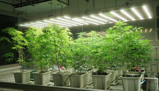 Cannabis Grow Room_2 {{brizy_dc_image_alt imageSrc=