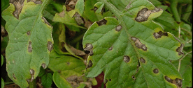 bacterial infection on a garden plant {{brizy_dc_image_alt imageSrc=