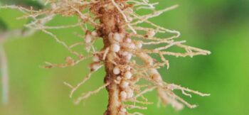 Nemotode attack on plant roots {{brizy_dc_image_alt imageSrc=