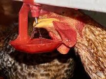 {{brizy_dc_image_alt imageSrc=