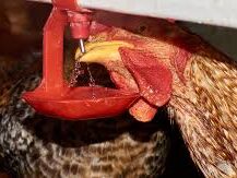 {{brizy_dc_image_alt entityId=