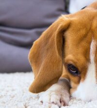 {{brizy_dc_image_alt entityId=