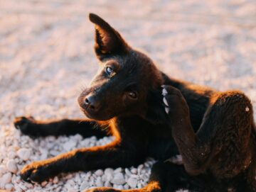 {{brizy_dc_image_alt entityId=