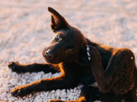 {{brizy_dc_image_alt entityId=