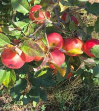 {{brizy_dc_image_alt entityId=