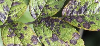 fungal infection on a plant {{brizy_dc_image_alt imageSrc=